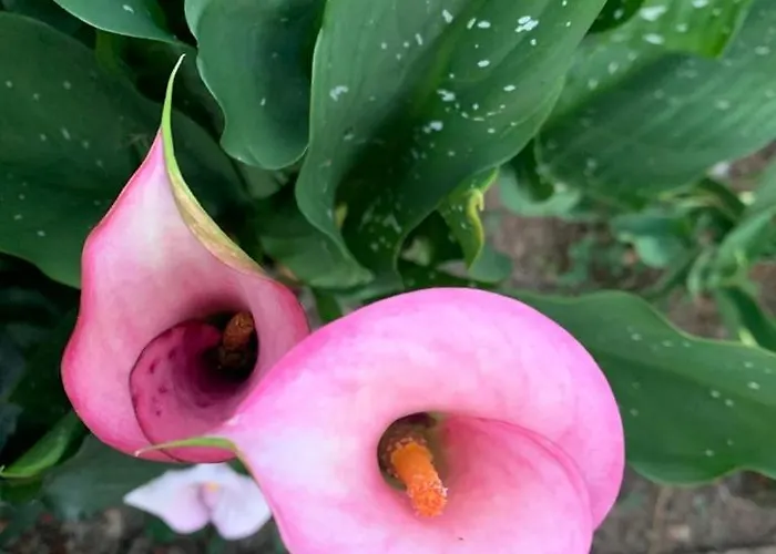 La Maison Aux Roses *